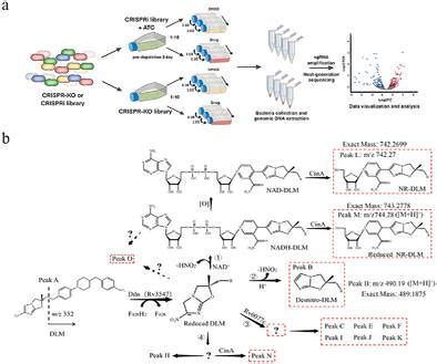 Crispr Screening And Comparative Lc Ms Analysis Identify Genes