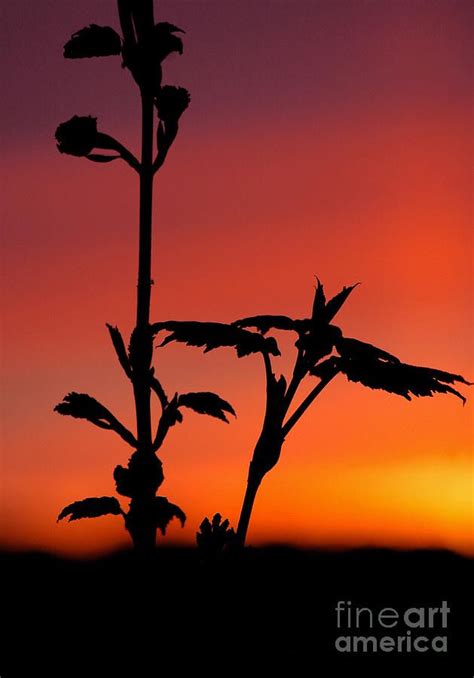 Sunset Silhouette | Sunset silhouette, Sunset, Silouette photography