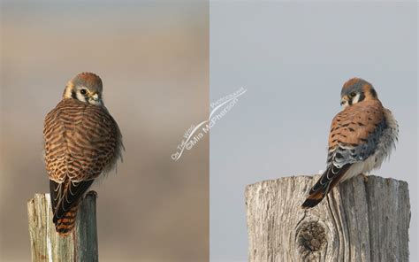 Female And Male American Kestrel Comparison Mia Mcphersons On The