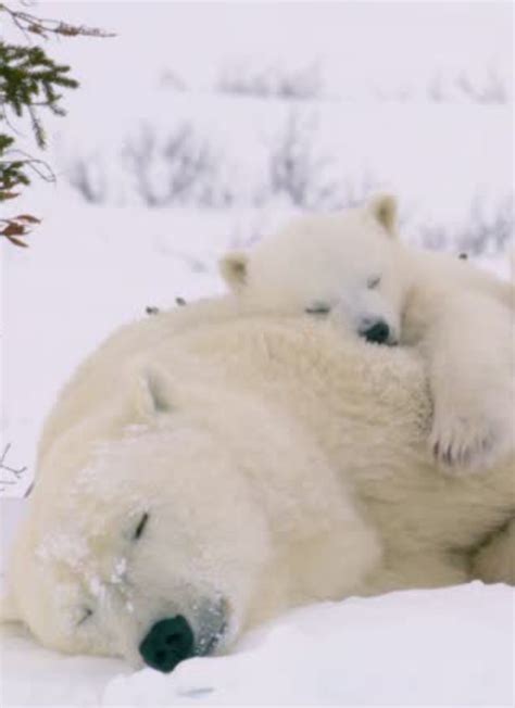 Cute Polar Bear Cubs Sleeping