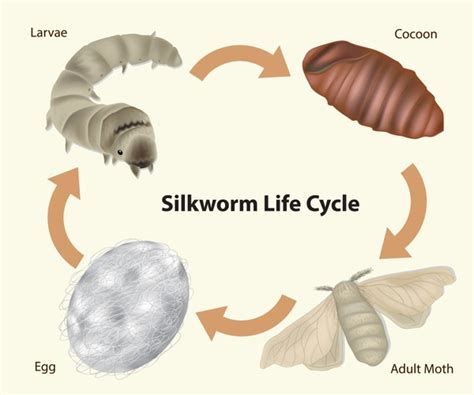 Adult Silkworm Images Stock Photos D Objects Vectors