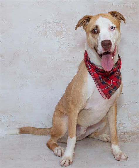 Salina Post Animal Shelter pet of the week