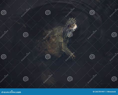 Aquatic Tortoise Swimming in the Water Stock Image - Image of tortoise ...