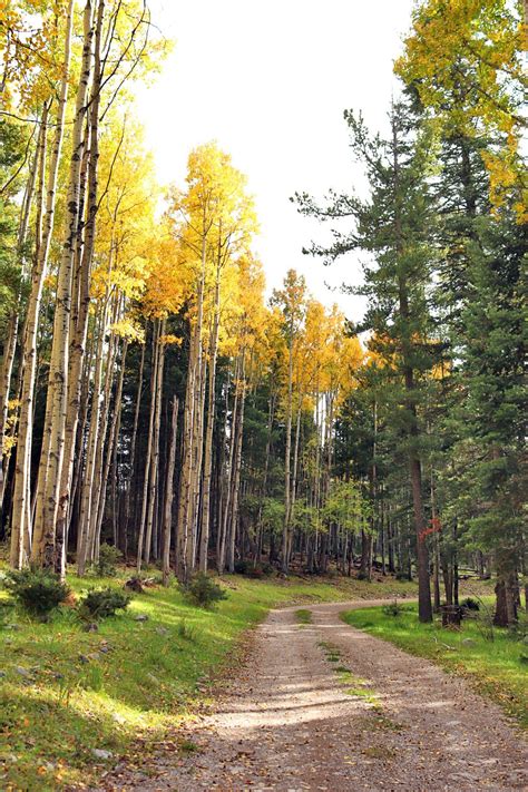 Why You Need To Visit Cloudcroft, New Mexico This Fall | Simply Wander