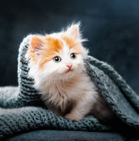 Cat Dp Wallpapers Wallpaper Cave