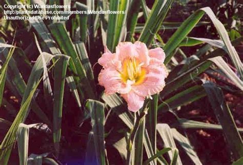 Plantfiles Pictures Daylily Priscillas Rainbow Hemerocallis By