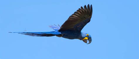 Hyacinth Macaw Instituto Arara Azul