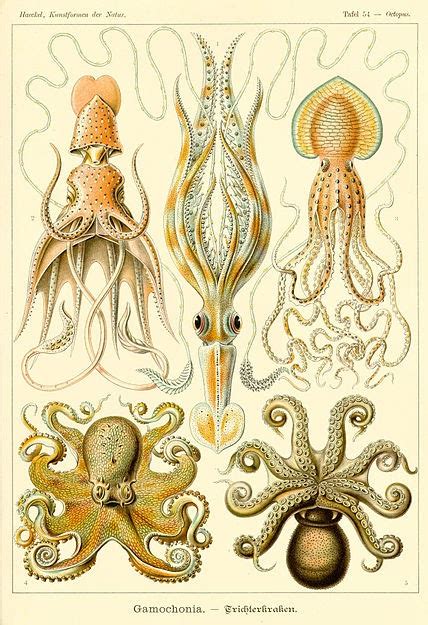 Le Blog De M Colin Remarquables Cephalopodes