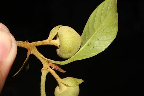 Uvaria Monticola Annonaceae Image 153729 At PhytoImages Siu Edu