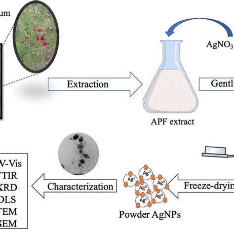 Scheme Demonstrating The Environmentally Friendly Synthesis Of Agnps