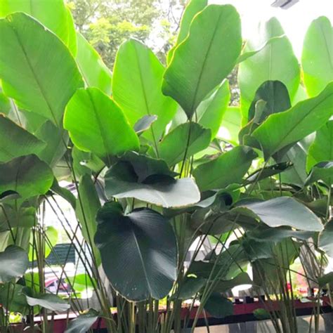 calathea lutea