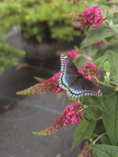 Year of the Buddleia: Photos of This Butterfly-Attracting Shrub