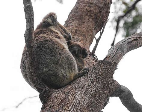 two koalas are sitting in a tree and one is on its back legs