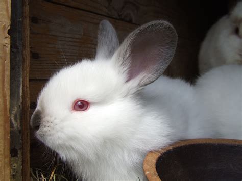 Fotos gratis blanco animal pelaje mamífero fauna bigotes