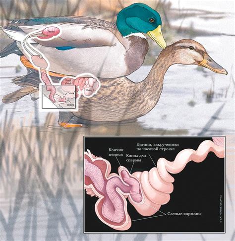 Строение Утки В Картинках – Telegraph