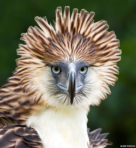 The 100 Most Distinct And Rare Birds Philippine Eagle Rare Birds