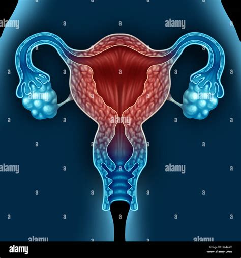 Uterus 3d High Resolution Stock Photography And Images Alamy