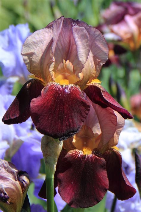 Iris At Presby Memorial Gardens Dave Aragona Flickr