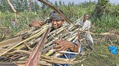 Payment Arrears From Sugar Mills To Cane Farmers Go Up To Crore