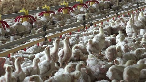 Intensive Factory Farming Of Chickens In Broiler Housessouth Africa