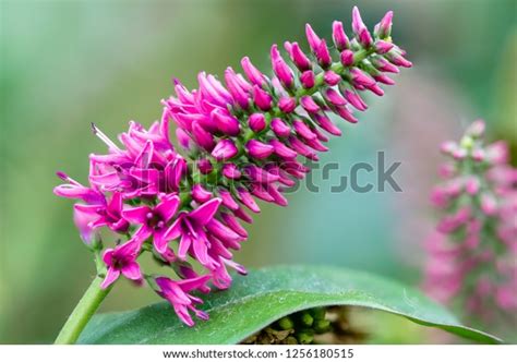 Flower Hebe Speciosa Pink Isolated Blur Stock Photo 1256180515