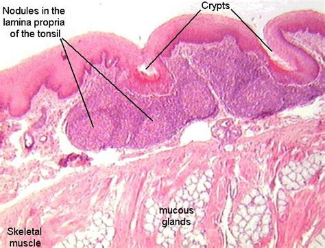 17 Best images about Histology on Pinterest | Gifs, Lungs and Chang'e 3