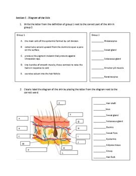 The Skin Worksheet Pack With Answers By Think Learn Blossom Tpt