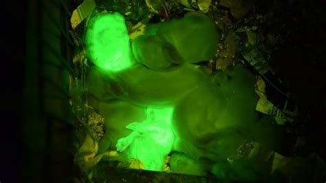 Scientists Clone Glow In The Dark Rabbits Pictures Huffpost Uk