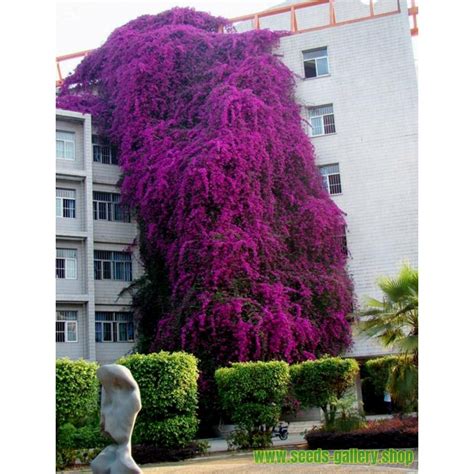 Bougainvillea spectabilis Mix Violet and Red Seeds - €1.95