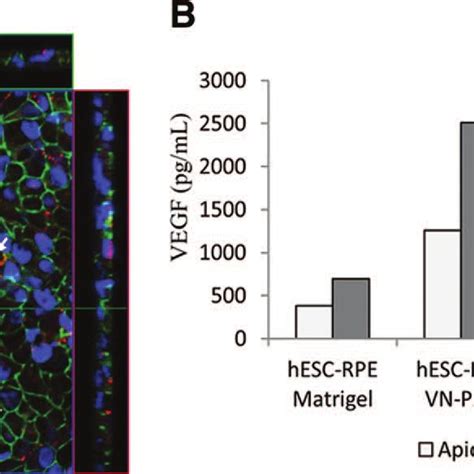 Functional Analysis Of Human Pluripotent Stem Cell HPSC RPE Cells