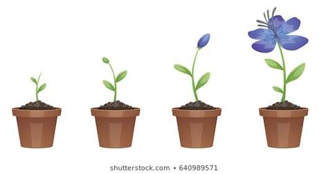 Vector Image Four Stages Growth Beautiful Vector De Stock Libre De