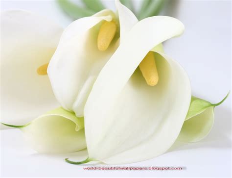 Lilies Wallpaper - WallpaperSafari