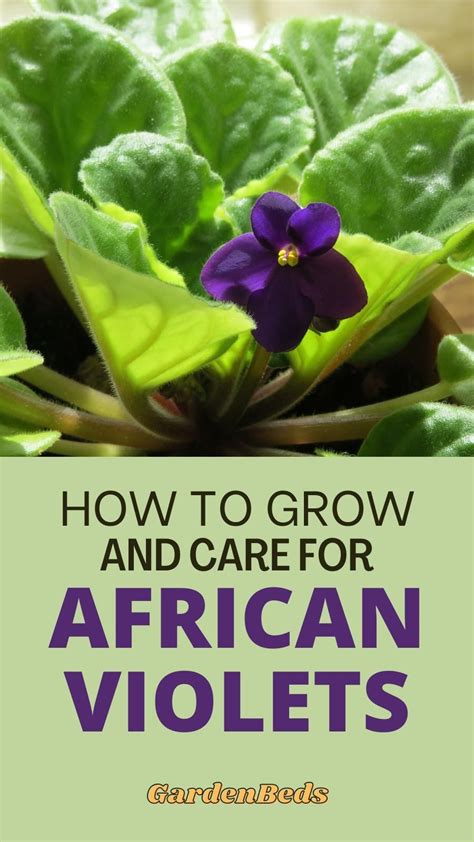 How To Grow And Care For African Violets Artofit