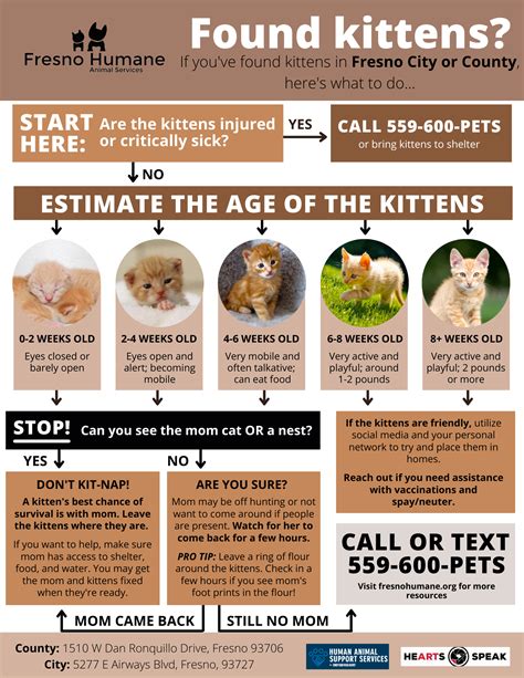 Kitten Teeth Age Chart