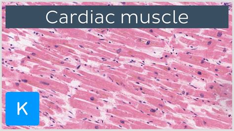 Cardiac Muscle Tissue Labeled Diagram