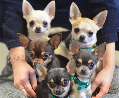 Chihuahua Dogs