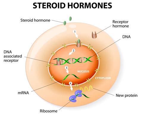 Testosterone Mechanism Of Action My Endo Consult