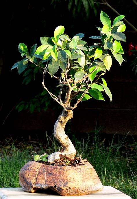 Cuidados del bonsái de Ficus benjamina