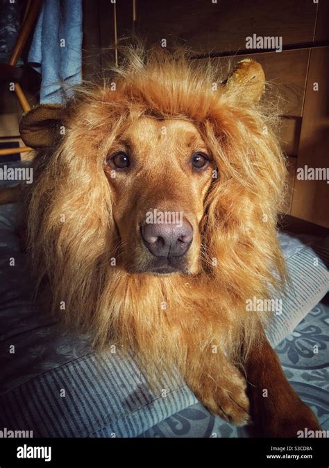 Funny pet image of Labrador retriever dog wearing a lion mane costume ...