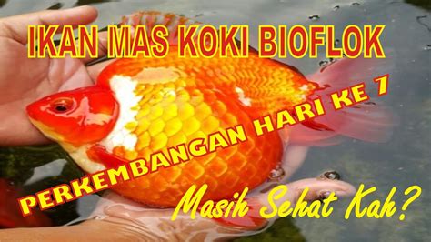 Budidaya Ikan Mas Koki Bioflok Hari Ke 7 Belajar Bioflok 651 YouTube