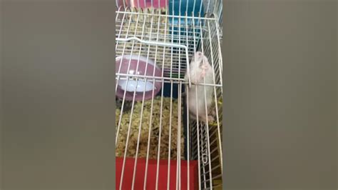 Хомяк спортсмен - YouTube