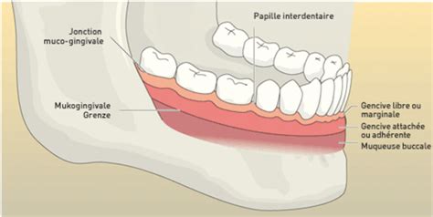 Parodonte