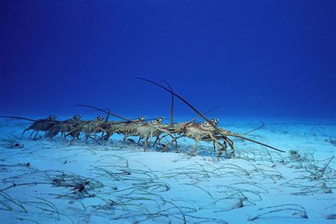 Spiny Lobsters The Lohmann Lab University Of North Carolina At