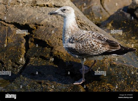 Outside photo of seagull bird close-up Stock Photo - Alamy