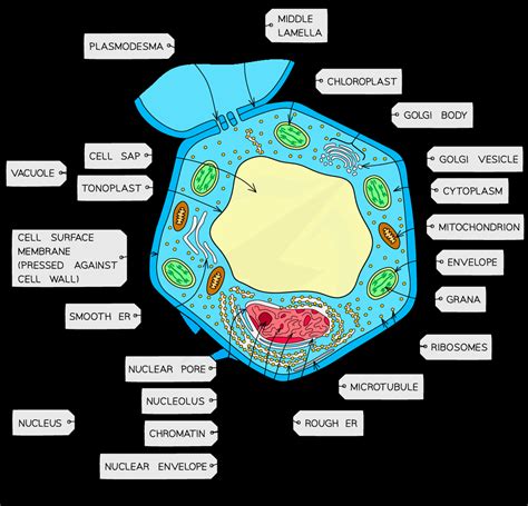 animal cell  plant cell labelled