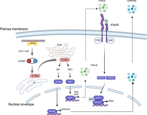 Figure From The Pleiotropic Roles Of Cgassting Signaling In The