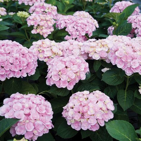 Hydrangea Macrophylla Love Shrubs Roses Thompson Morgan