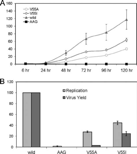 Replication Capacity And Infectious Virus Yield Of H S Rnas With