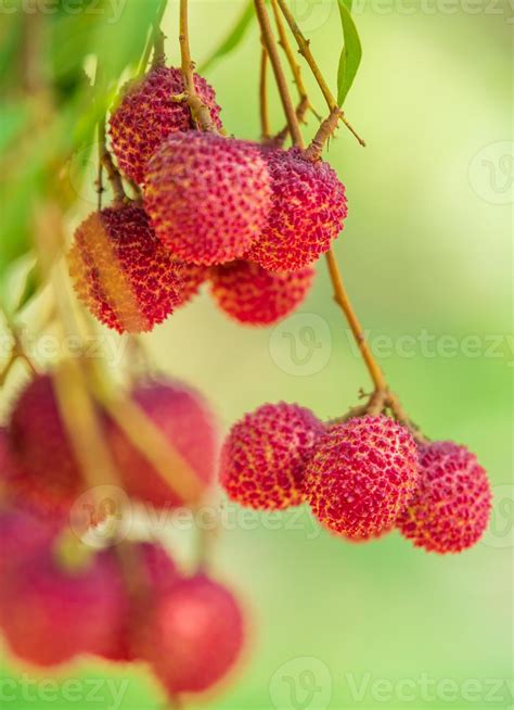 Lychees On The Treeclose Up Of Lychee Fruitfresh Lychee Fruits