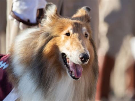 Reveille X Takes Over Helm As Texas A&M's Next Mascot - Texas A&M Today